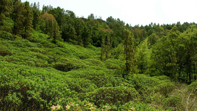 Monte Gordo nationaal park - São Nicolau