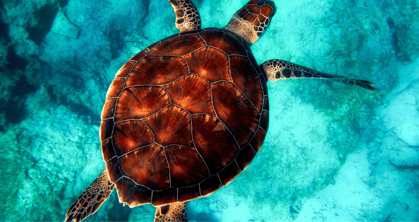 Schildpad onderwater in de zee van Kaapverdië