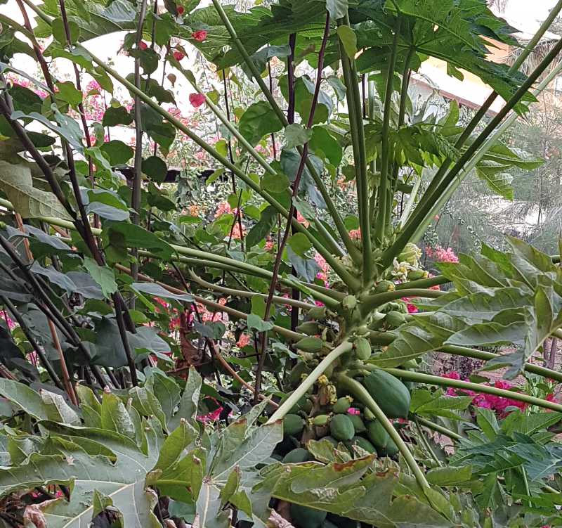 Flora op Kaapverdië